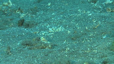 Yellow Barred Jawfish feeding while buried in the ocean floor