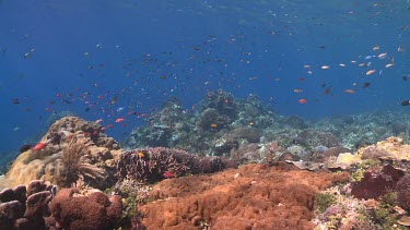 Fish on a coral reef