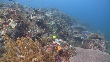 Sea Anemones and fish on a coral reef