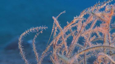 Pink Banded Tozeuma Shrimp underwater