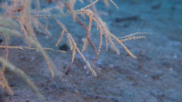 Pink Banded Tozeuma Shrimp underwater