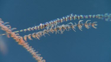 Pink Banded Tozeuma Shrimp underwater