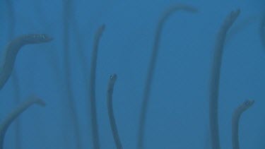 Spaghetti Garden Eels on the ocean floor