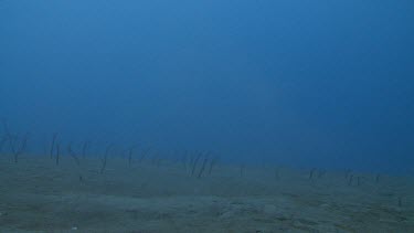 Spaghetti Garden Eels on the ocean floor