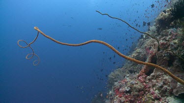Wire Coral on a reef
