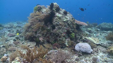Crinoids and sea life around a bombora