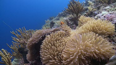 False Clownfish and Magnificent Sea Anemone on a coral reef