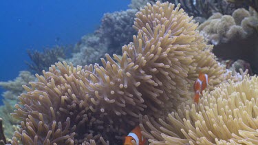 False Clownfish and Magnificent Sea Anemone on a coral reef