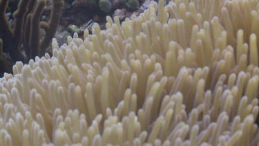 Close up of False Clownfish and Magnificent Sea Anemone