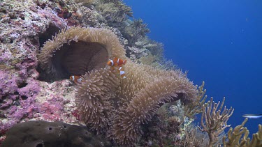 False Clownfish and Magnificent Sea Anemone on a coral reef