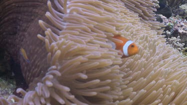 Close up of False Clownfish and Magnificent Sea Anemone