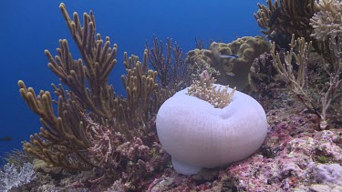 Pink Anemonefish with closed Sea Anemone