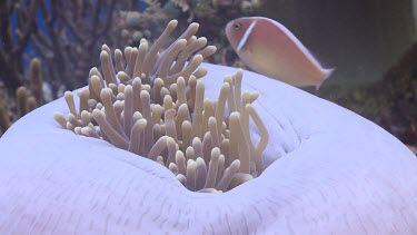 Close up of closed Sea Anemone with Pink Anemonefish