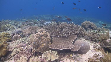 Hard Table Coral on a reef