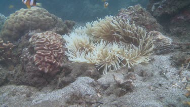Orange Clark's Anemonefish and Sea Anemone