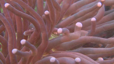Egg Shell Shrimp on pink Mushroom Coral