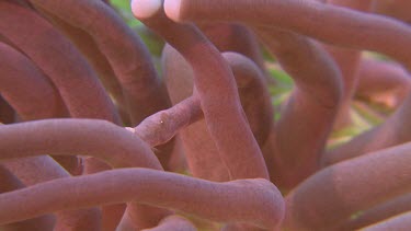 Egg Shell Shrimp on pink Mushroom Coral
