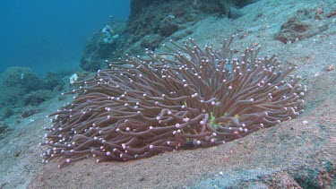 Pink Mushroom Coral on the ocean floor