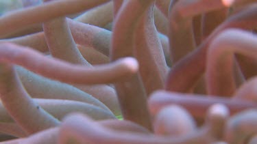 Close up of pink Mushroom Coral
