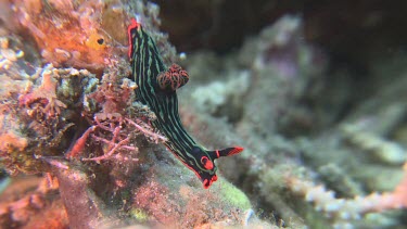 Close up of Variable Neon Slug on a reef