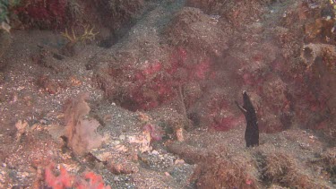 Close up of Ribbon Eel trying to catch Capricorn Cardinalfish