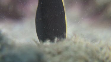 Close up of a juvenile Ribbon Eel buried in the sand