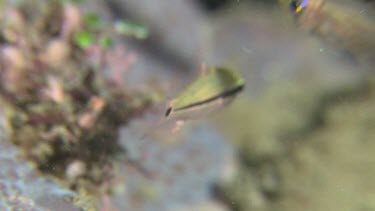 School of Capricorn Cardinalfish and Spurcheek Cardinalfish