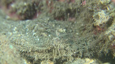 Sand Goby and Commensal Shrimp on the ocean floor