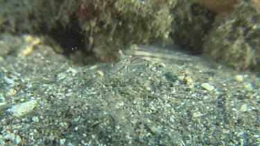 Commensal Shrimp on the ocean floor