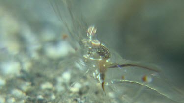 Close up of Commensal Shrimp claw