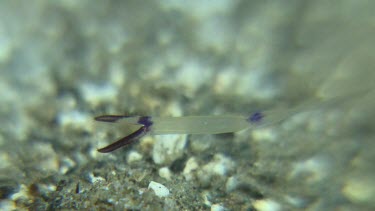 Close up of Commensal Shrimp claw