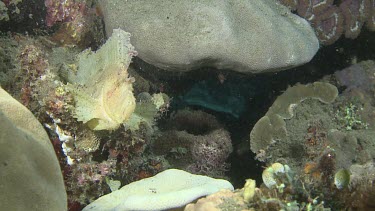 White Leaf Scorpionfish catching a fish