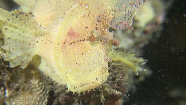 Close up of a white Leaf Scorpionfish