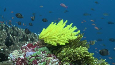 Yellow Feather Star blowing in the current