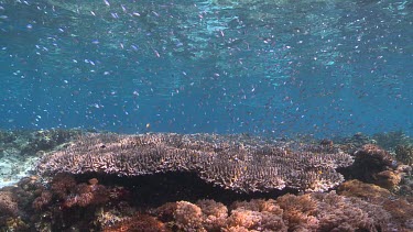 Large school of fish over a coral reef