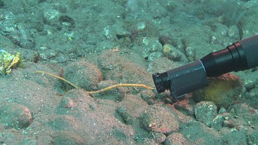 Camera pointed at Short-Tailed Pipefish