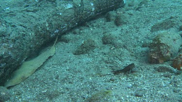 Leaf-like Cockatoo Waspfish on the ocean floor