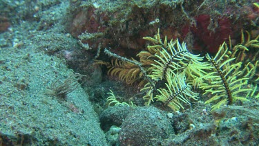 Close up of a yellow Feather Star