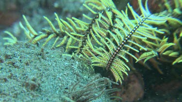 Close up of a yellow Feather Star
