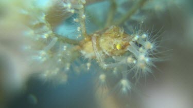 Spider Crab on Sea Anemone in the Lembeh Straits, Sulawesi