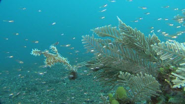 Ornate Ghost Pipefish hidden among other sea life