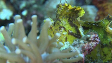 Close up of yellow Weedy Scorpionfish