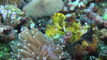 Yellow Weedy Scorpionfish on a reef