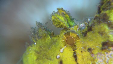 Close up of yellow Weedy Scorpionfish
