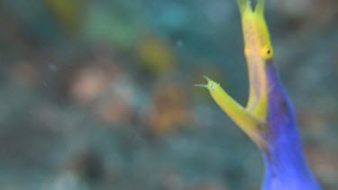 Close up of adult female Blue Ribbon Eel in a hole in the ocean floor