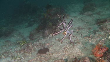 Feather Star swimming along the ocean floor