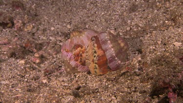 Anemone Hermit Crab emerging from its shell