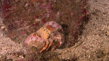 Anemone Hermit Crab walking along the ocean floor