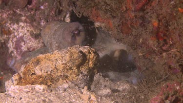 Close up of Day Octopus hidden behind rocks