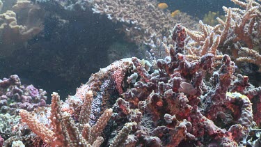 Blackspotted Sea Cucumber on a reef
